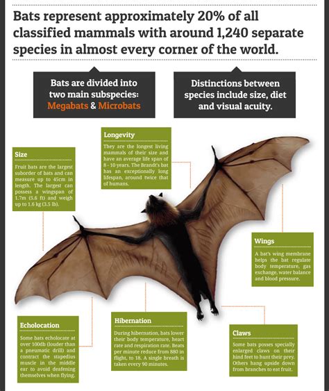 家中有蝙蝠怎麼辦|蝙蝠資訊站 Bats information about Taiwan